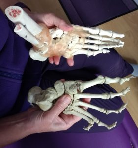 Real bones and plastic bones of the feet